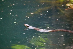 Agkistrodon piscivorus