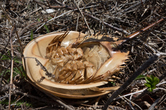 Limulus polyphemus