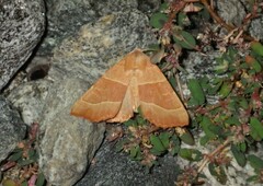 Atethmia centrago