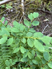 Vaccinium alaskaense