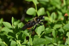 Laphria