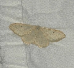 Idaea straminata