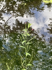 Epilobium parviflorum