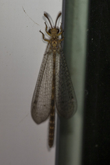 Clathroneuria schwarzi