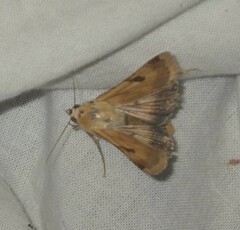 Heliothis peltigera