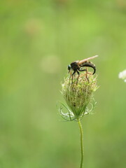 Promachus vertebratus