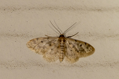 Idaea bonifata