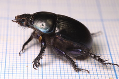 Geotrupes spiniger