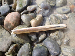 Ensis