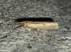 Agriphila inquinatella
