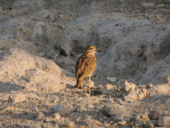 Burhinus vermiculatus