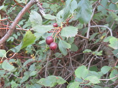 Crataegus douglasii