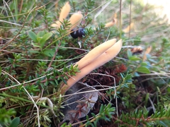 Clavariaceae