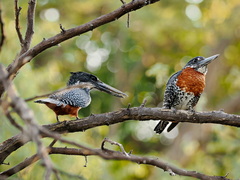 Megaceryle maxima maxima