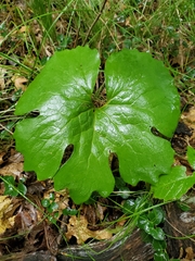 Sanguinaria canadensis