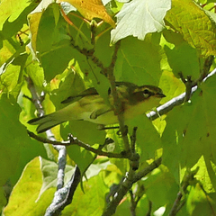 Setophaga fusca