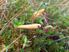 Clavariaceae