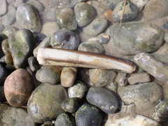 Ensis