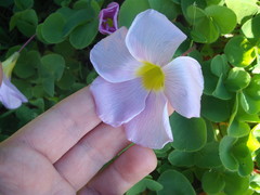 Oxalis purpurea
