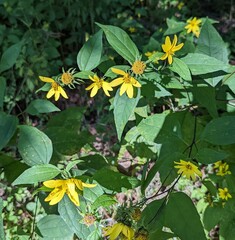 Helianthus decapetalus