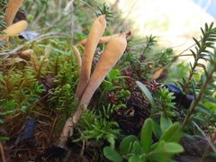Clavariaceae