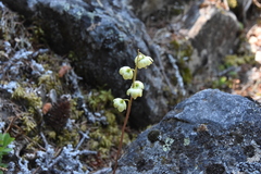 Pyrola chlorantha