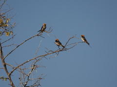 Cecropis abyssinica