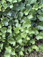 Hedera helix