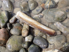 Ensis