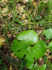 Sanguinaria canadensis