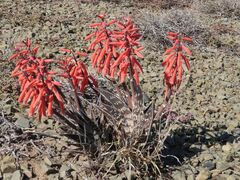 Gonialoe variegata