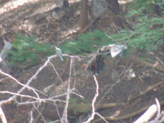 Chloroceryle americana