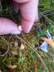Clavariaceae