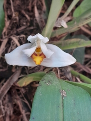 Maxillaria