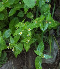 Galinsoga quadriradiata