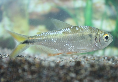 Colcibolca tetra (Astyanax nasutus) — Characidae