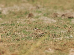 Charadrius pecuarius