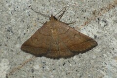 Zanclognatha lunalis