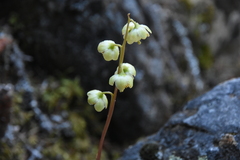 Pyrola chlorantha