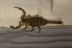 Serradigitus gertschi