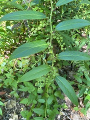 Leucothoe
