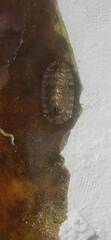 Rhyssoplax olivacea