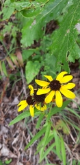 Rudbeckia missouriensis