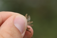 Chorthippus dichrous