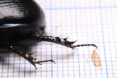 Geotrupes spiniger