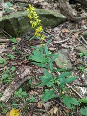 Solidago erecta