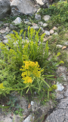 Solidago sempervirens