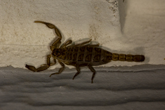 Serradigitus gertschi