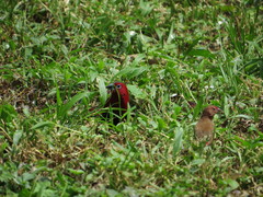 Hypargos niveoguttatus