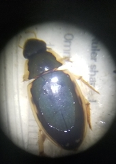 Tropisternus lateralis